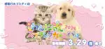 【わんにゃんスプリングカーニバル 開催！！】沖縄県 ワンラブ 浦添パルコシティ店 イベント開催！！3/14～3/29まで｜ワンラブグループ