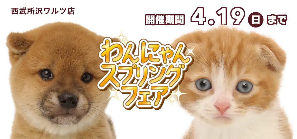 【スプリングフェア 開催!!】埼玉県 ワンラブ 西武所沢ワルツ店 春のわんにゃん祭典開催中!!