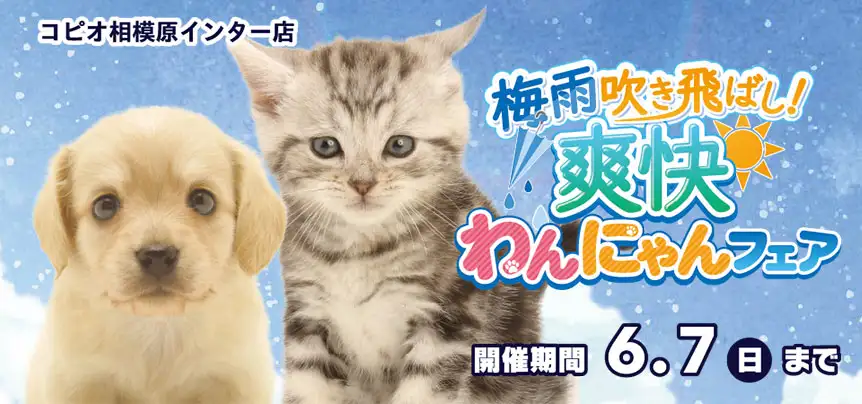 【わんにゃんフェア 開催！！】神奈川県 コピオ相模原インター店 梅雨を吹き飛ばし！爽快フェア開催～ 5/23～6/7まで｜ワンラブグループ