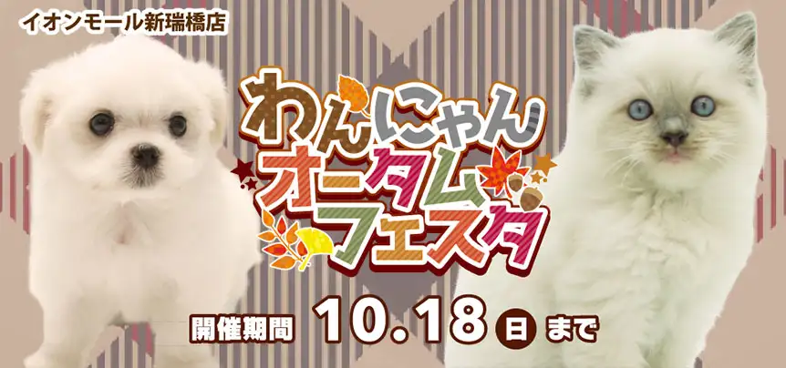 【わんにゃんオータムフェスタ！！】愛知県 ワンラブ イオンモール新瑞橋店 秋のイベント開催！！10/3～10/18まで｜ワンラブグループ