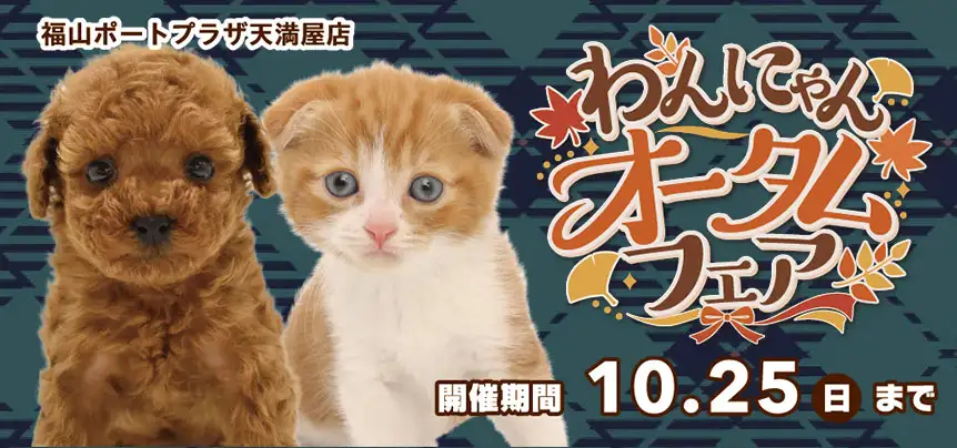 【わんにゃんオータムフェア 開催！！】広島県 ワンラブ 福山ポートプラザ天満屋店 秋イベント開催！！10/10～10/25まで｜ワンラブグループ