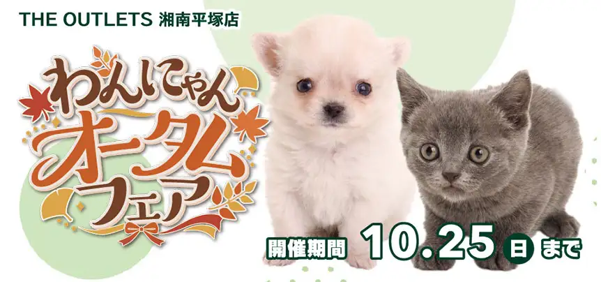【わんにゃんオータムフェア 開催！！】神奈川県 ワンラブ アウトレット湘南平塚店 イベント開催！！10/10～10/25まで｜ワンラブグループ