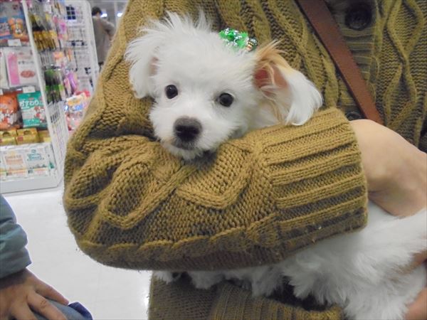写真