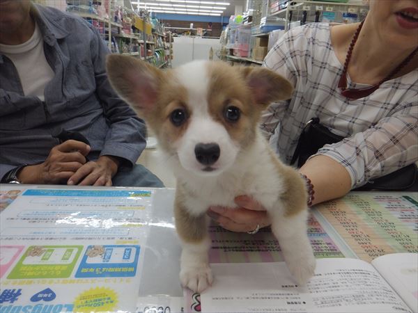 写真