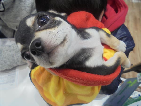 写真