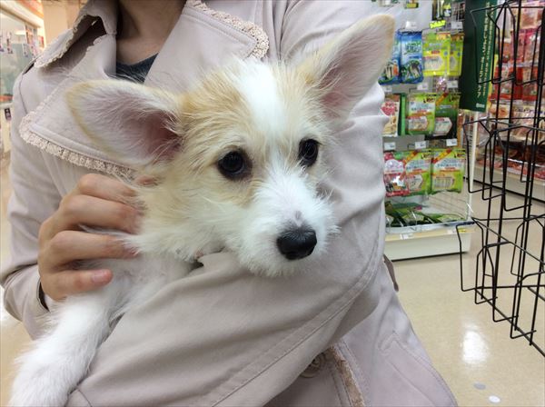 写真