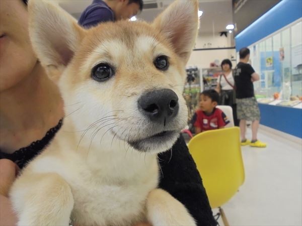 写真