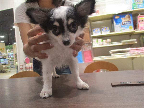 写真