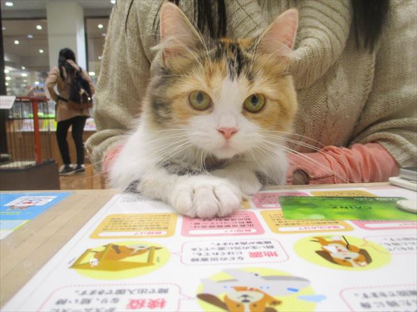 写真