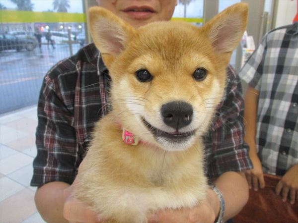写真