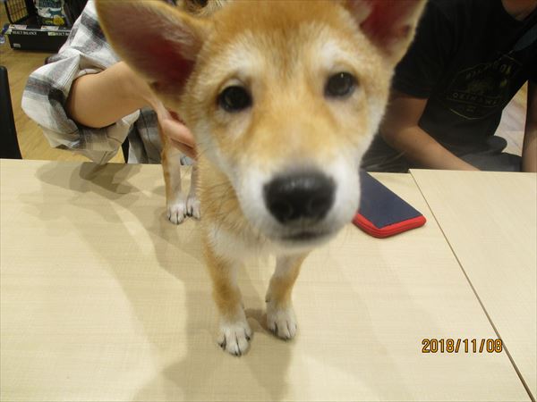 写真