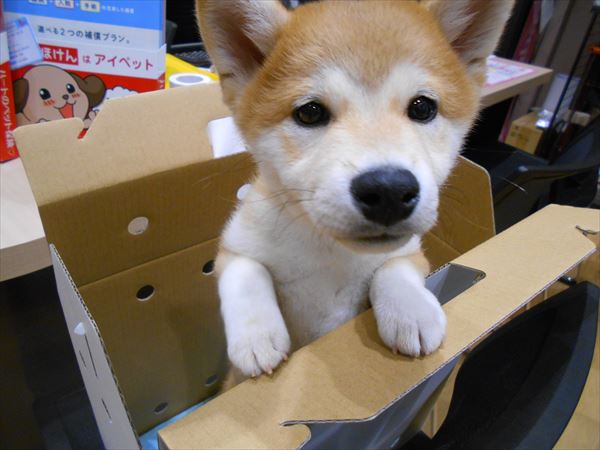 写真