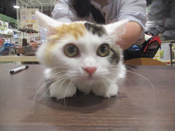 写真