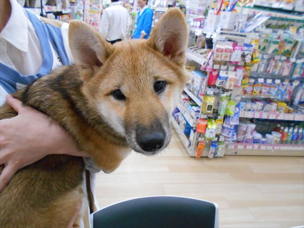 写真