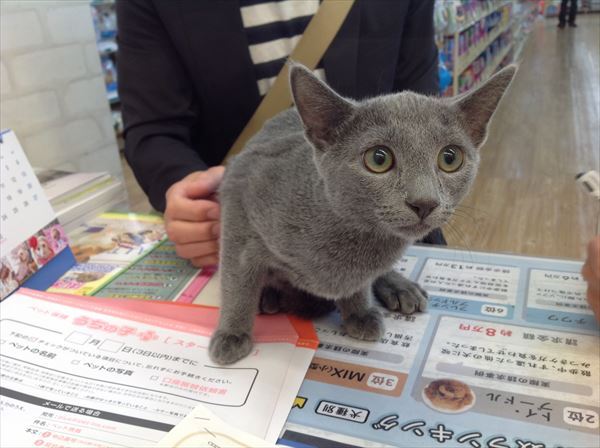 写真