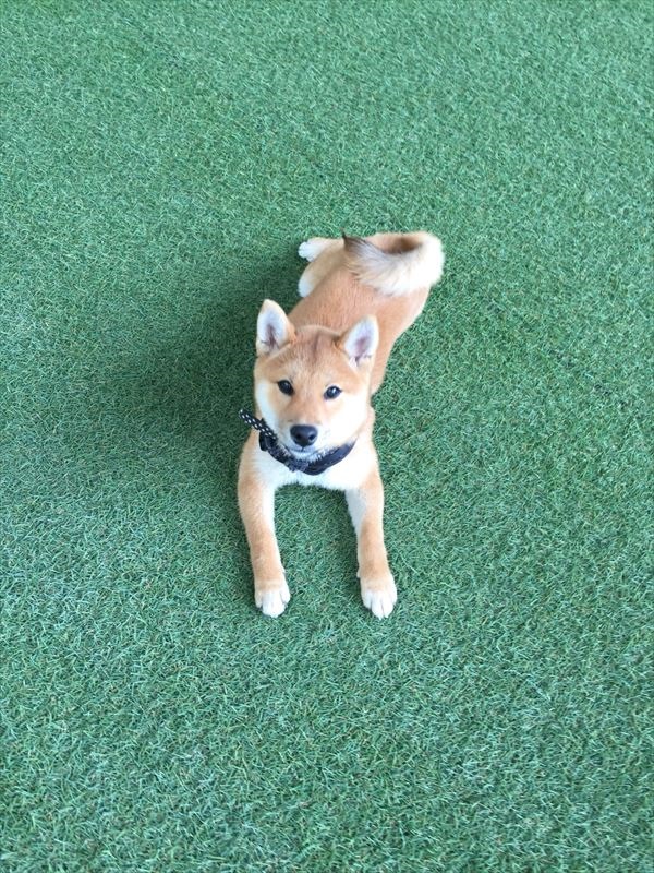 写真