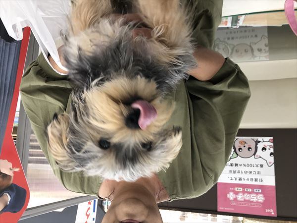 写真
