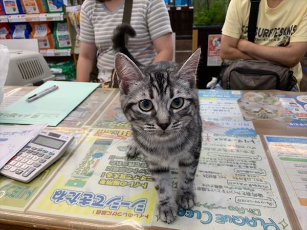 写真
