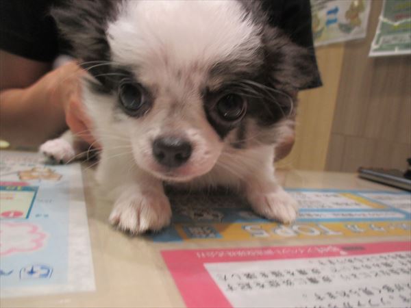 写真
