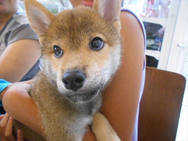 写真