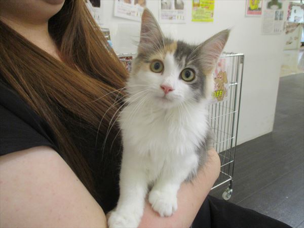写真
