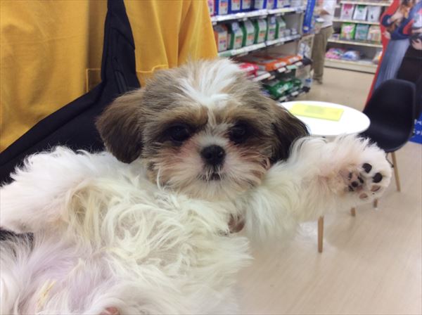 写真