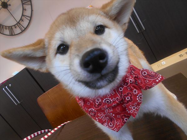 写真