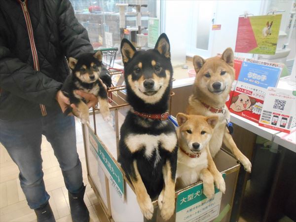 写真