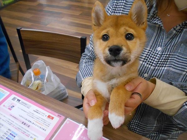 写真