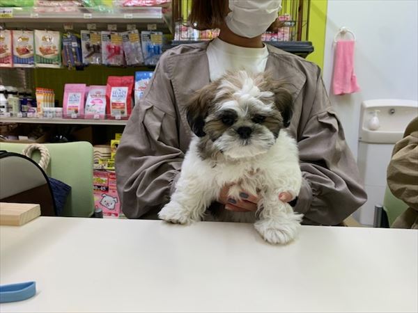 写真