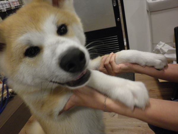写真