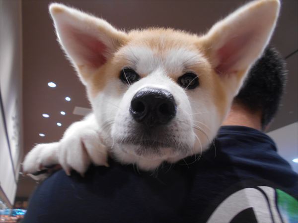 写真