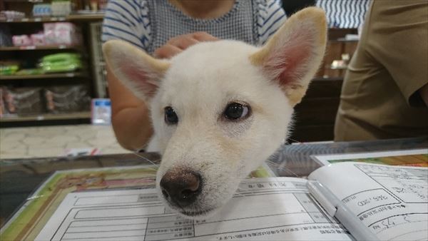 写真