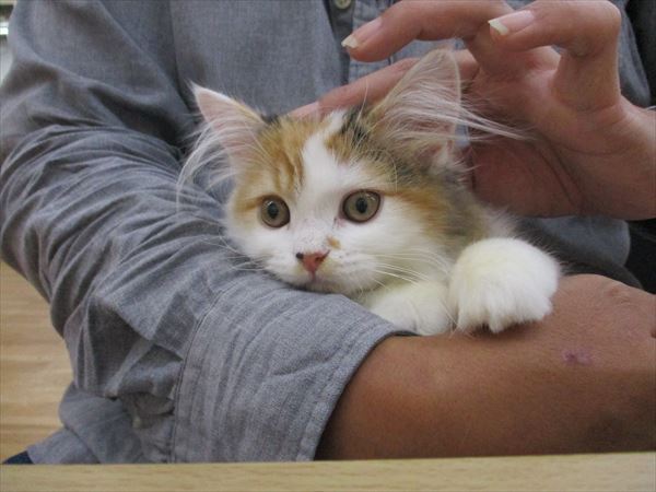 写真