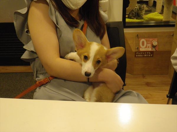 写真