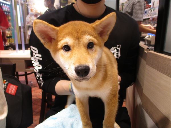 写真