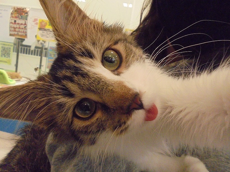 写真