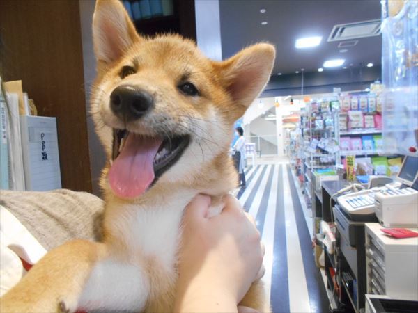 写真