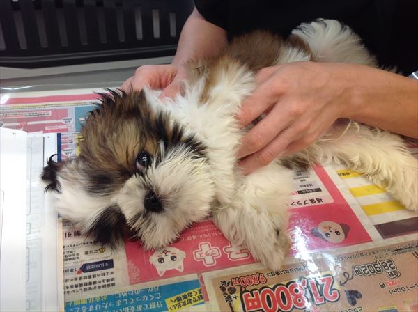 写真