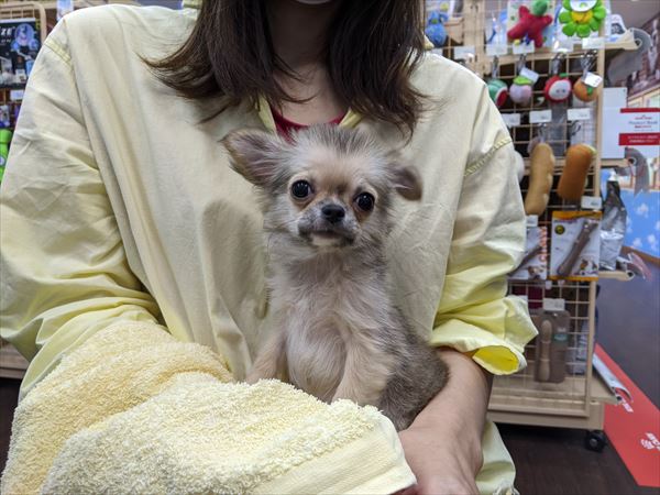 写真