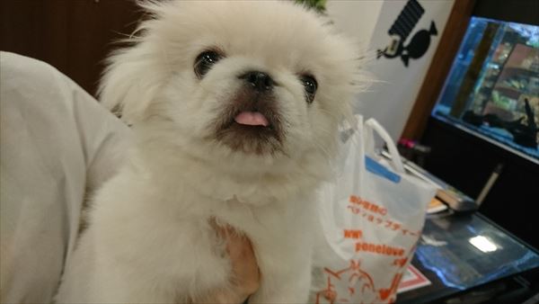 写真