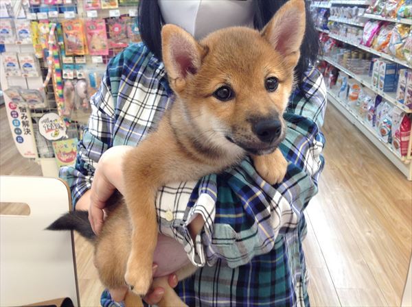 写真