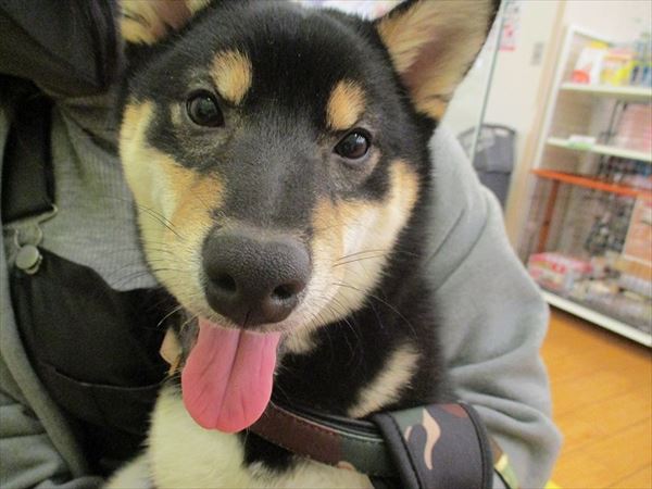 写真