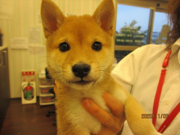 写真