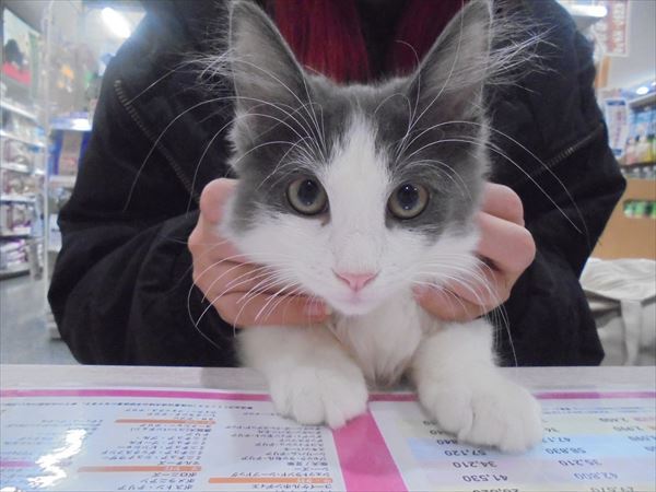 写真