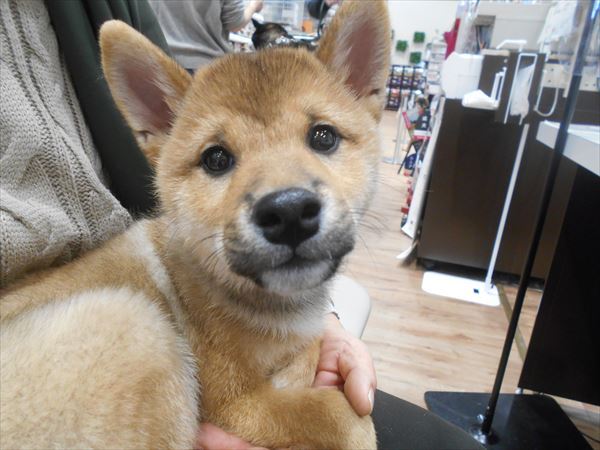 写真