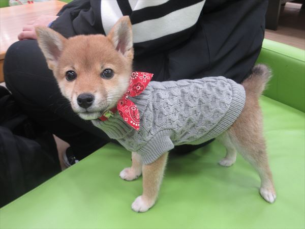 写真