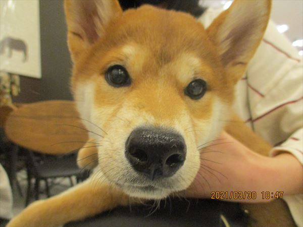 写真