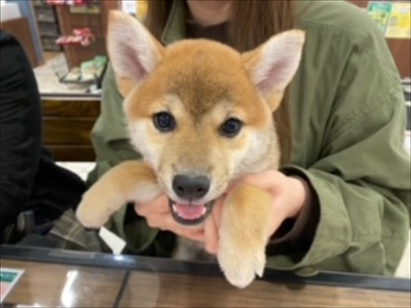 写真