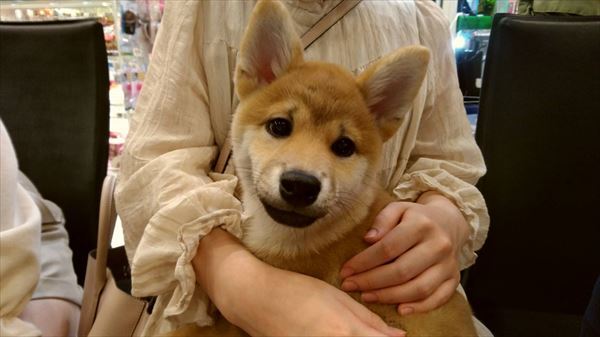 写真